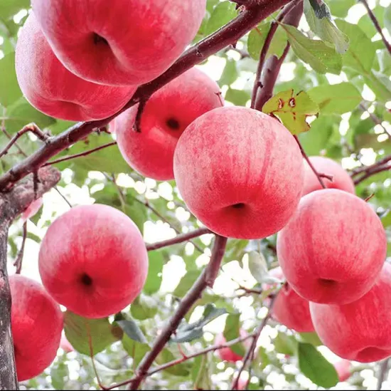 Brand Preserved Apple Pink La Dy FUJI Selected Quality Malus Domestic Fruit