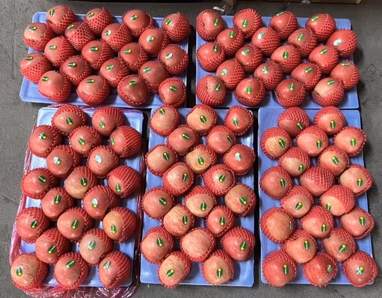 Huaniu Golden Delicious Gala Qinguan FUJI Apple Fruit Price From Factory