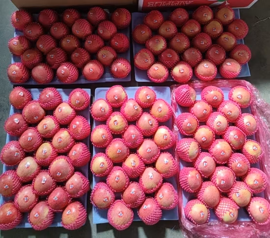 Huaniu Golden Delicious Gala Qinguan FUJI Apple Fruit Price From Factory