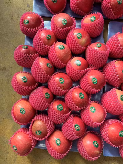 Brand Preserved Apple Pink La Dy FUJI Selected Quality Malus Domestic Fruit